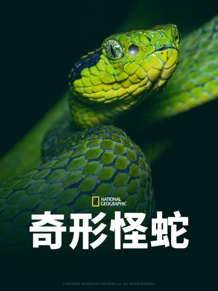 海角禁区《奇形怪蛇》免费在线观看